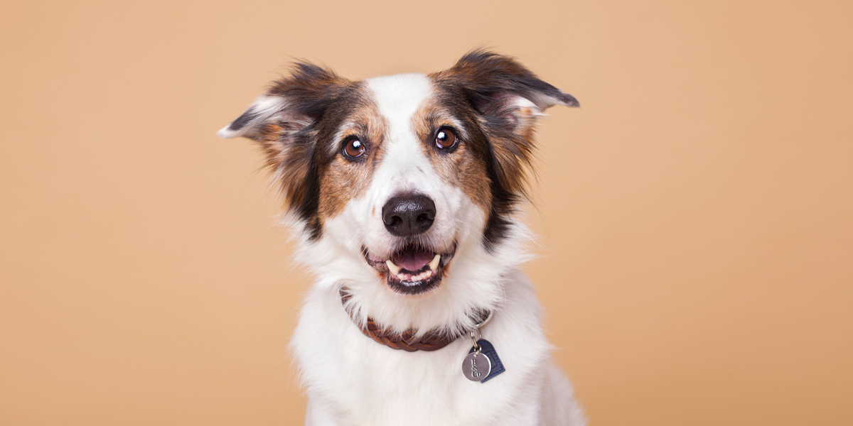 For Dogs