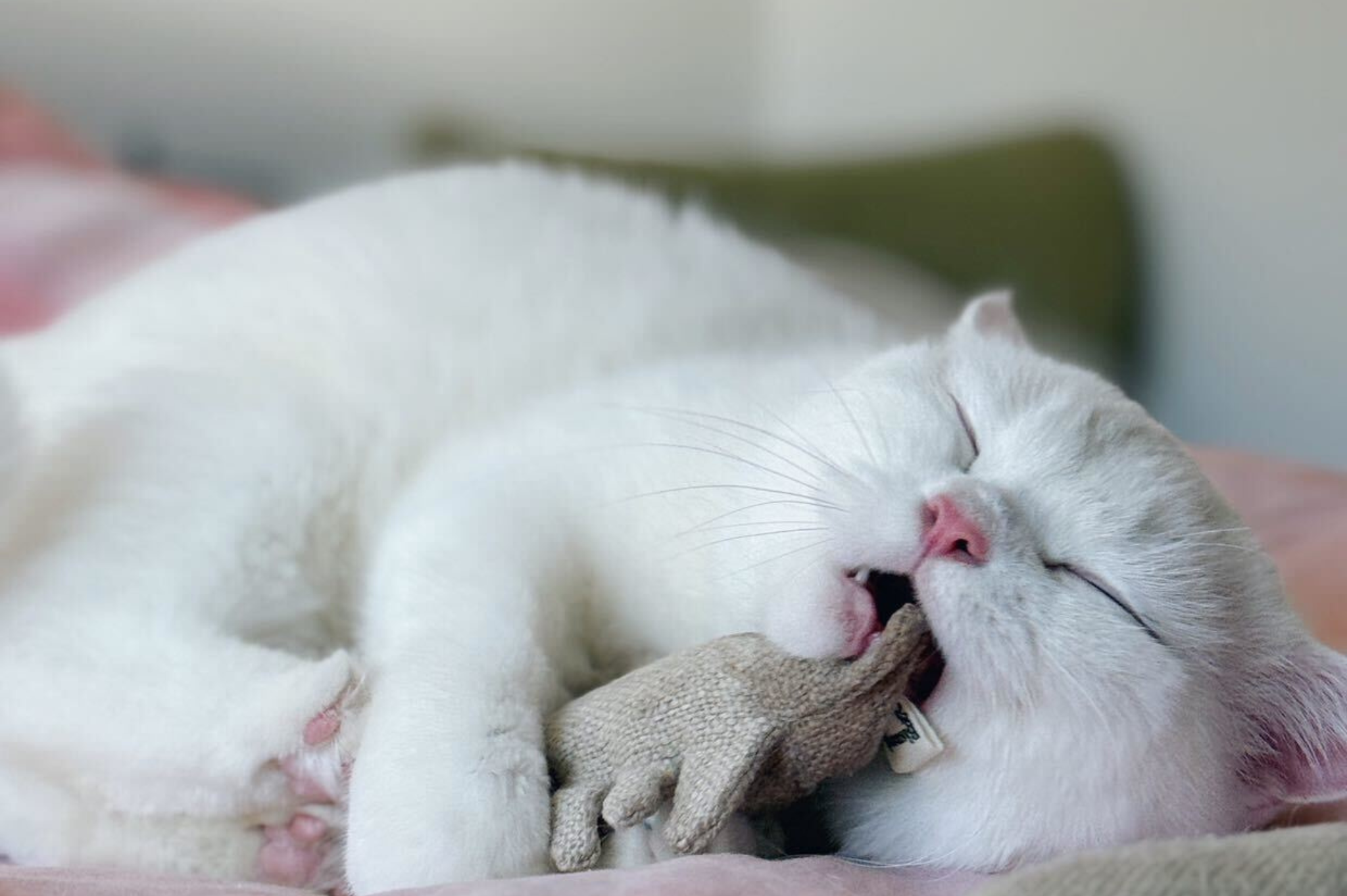 Sardinien Katzenspielzeug | 2er-Set