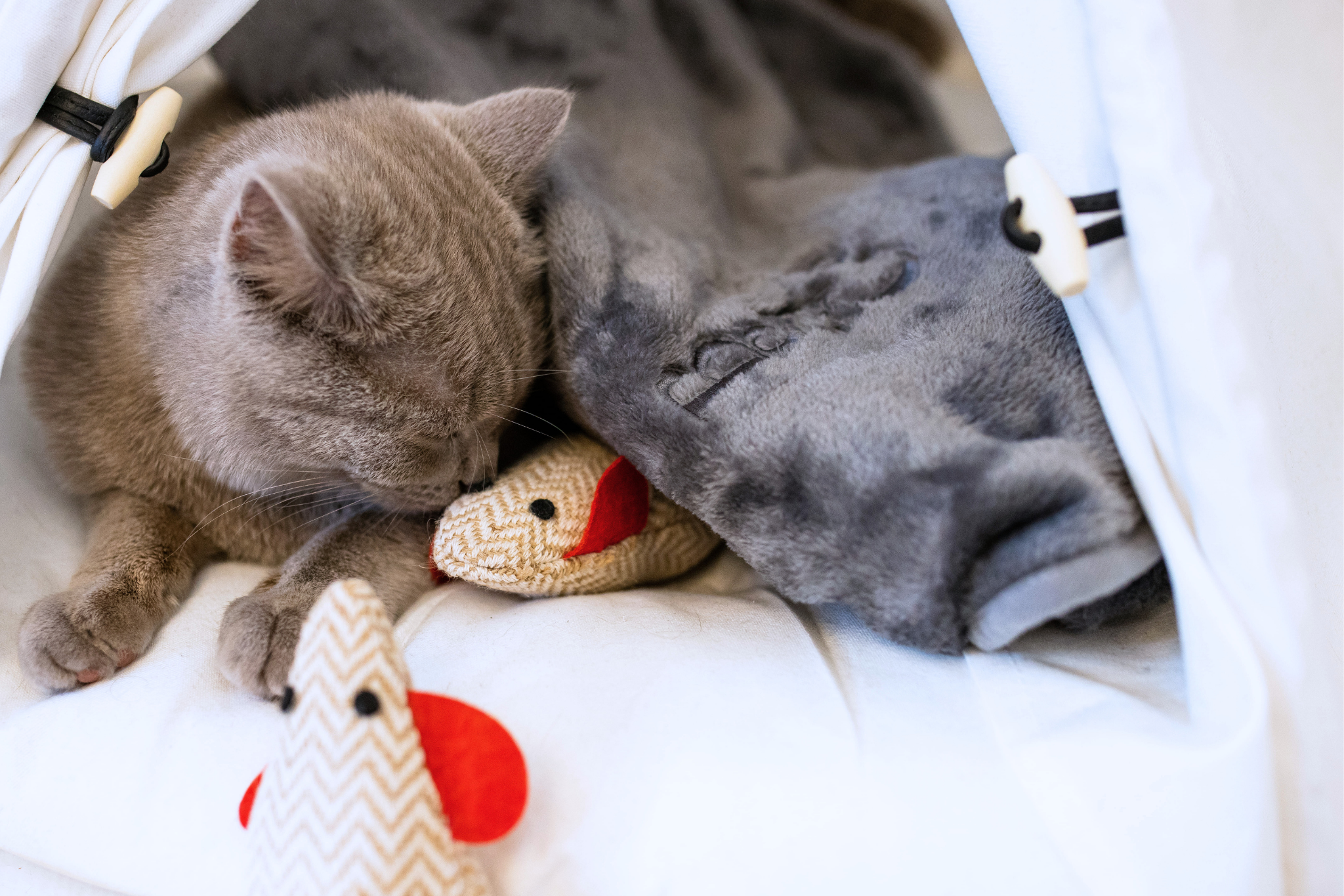 Squeaky Mice