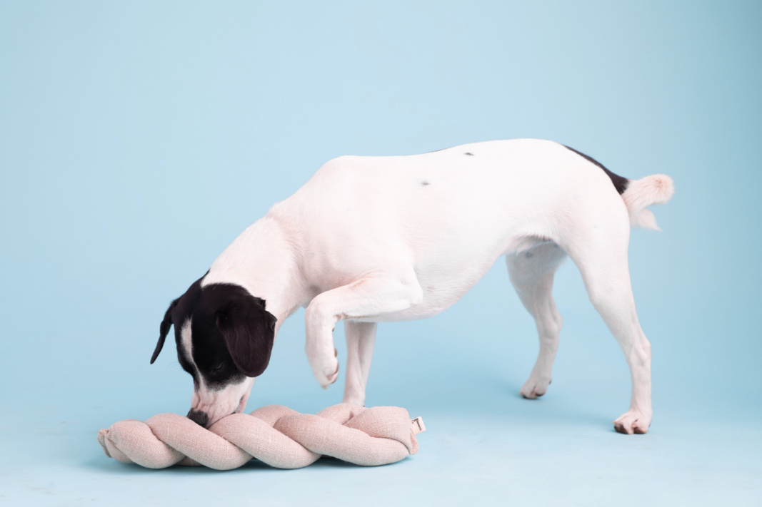 Snuffle Toy | Koeksister