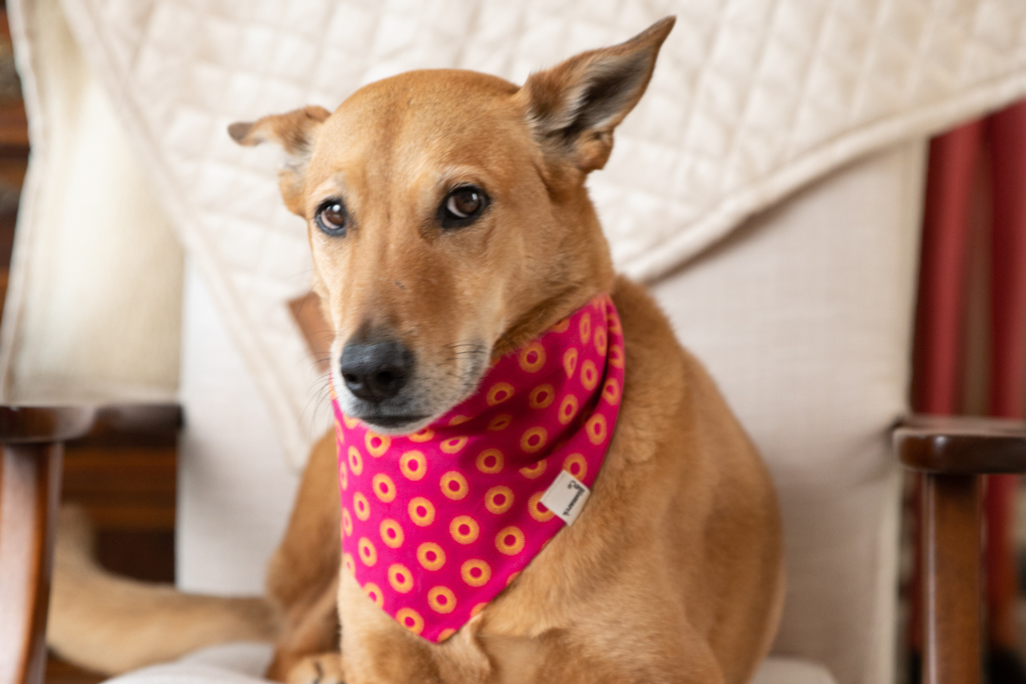 Bandana in Pinkem Shweshwe