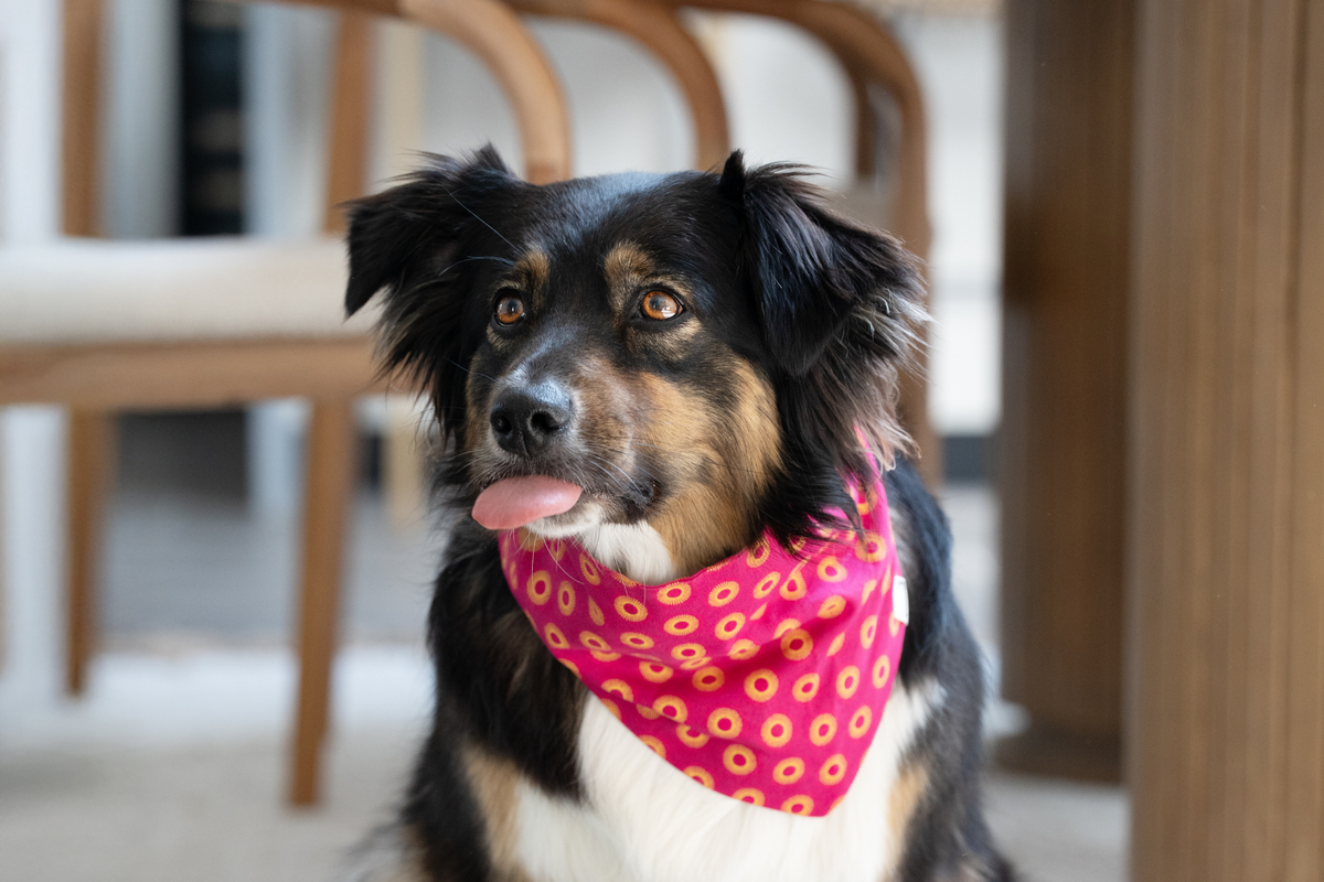 Bandana in Pink Shweshwe