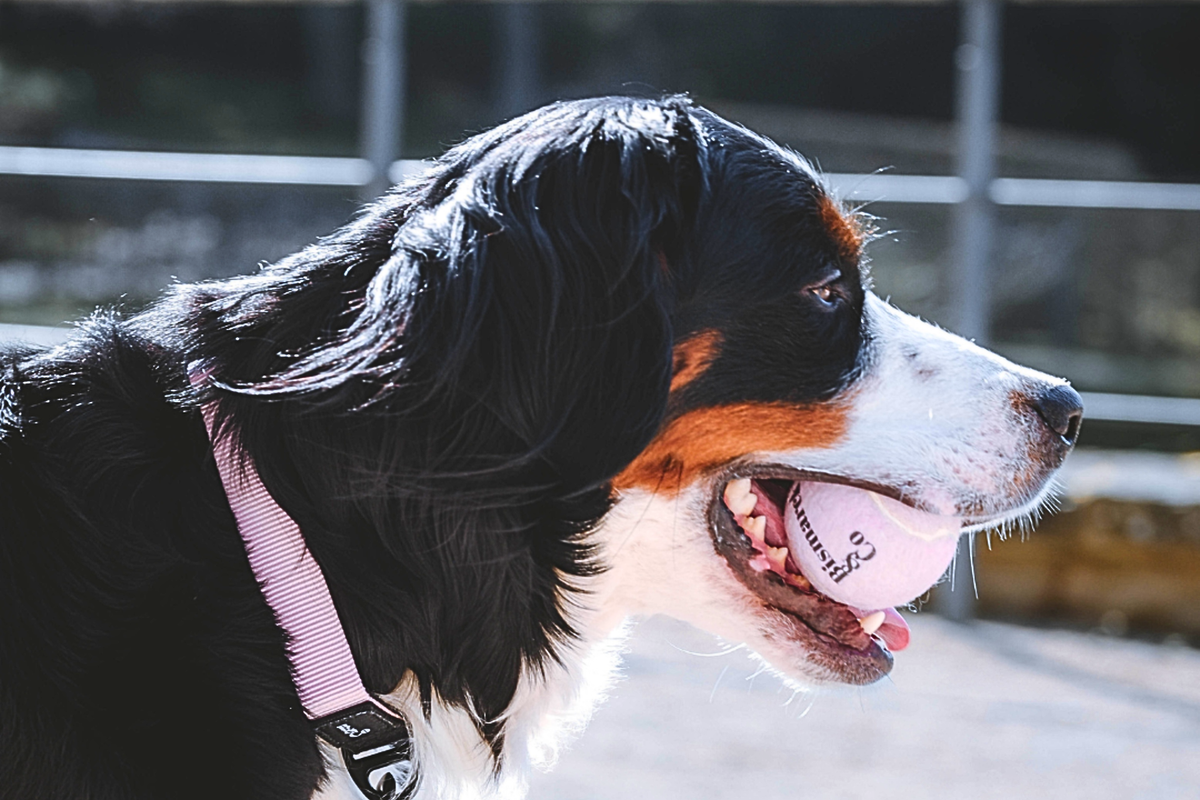 Tennisbälle für Hunde | 3er Set