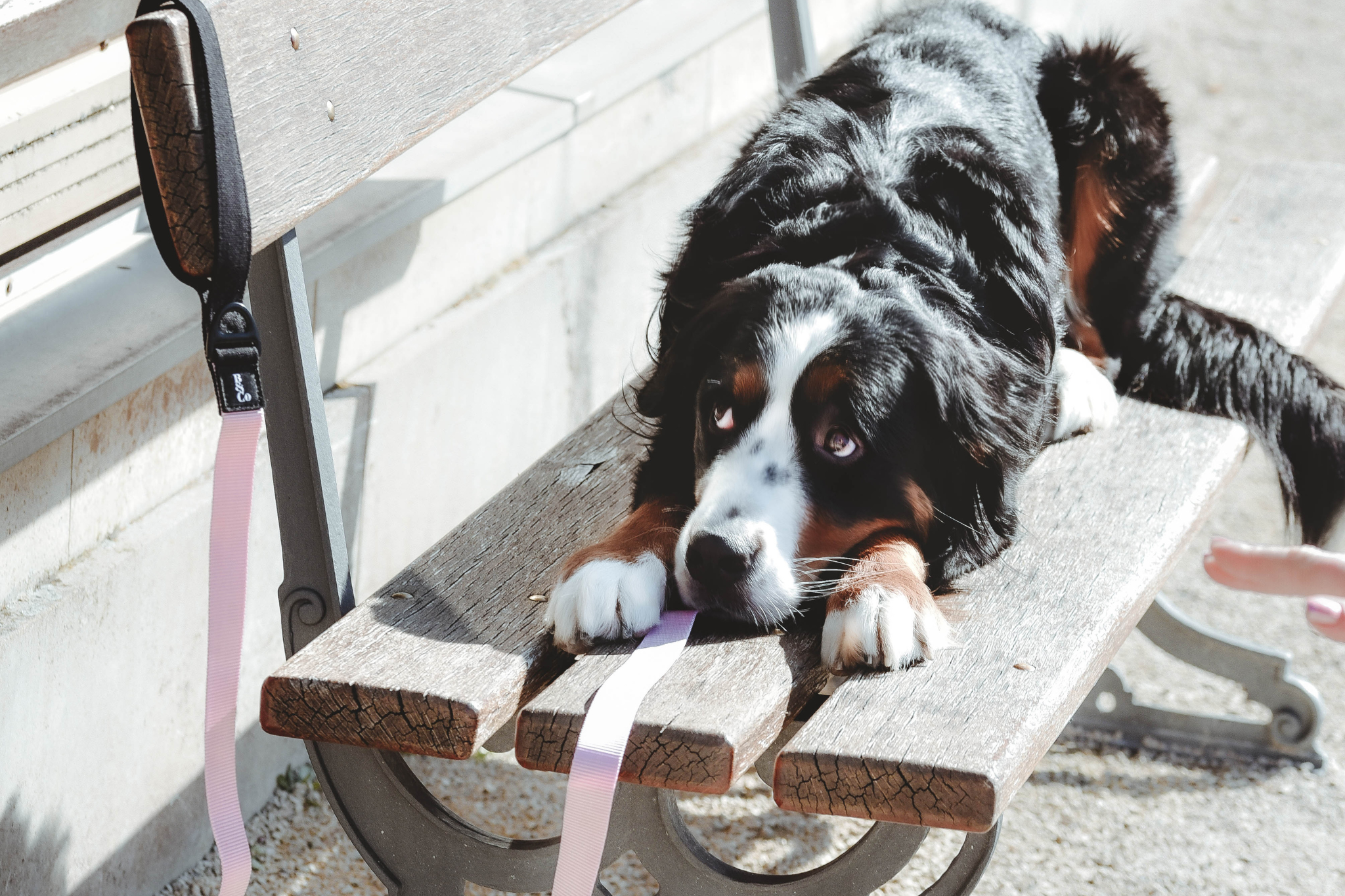 Streetstyle Leine in Rosa & Schwarz