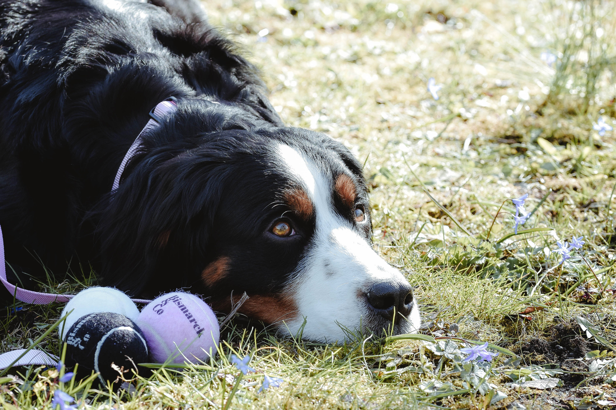 Tennisbälle für Hunde | 3er Set