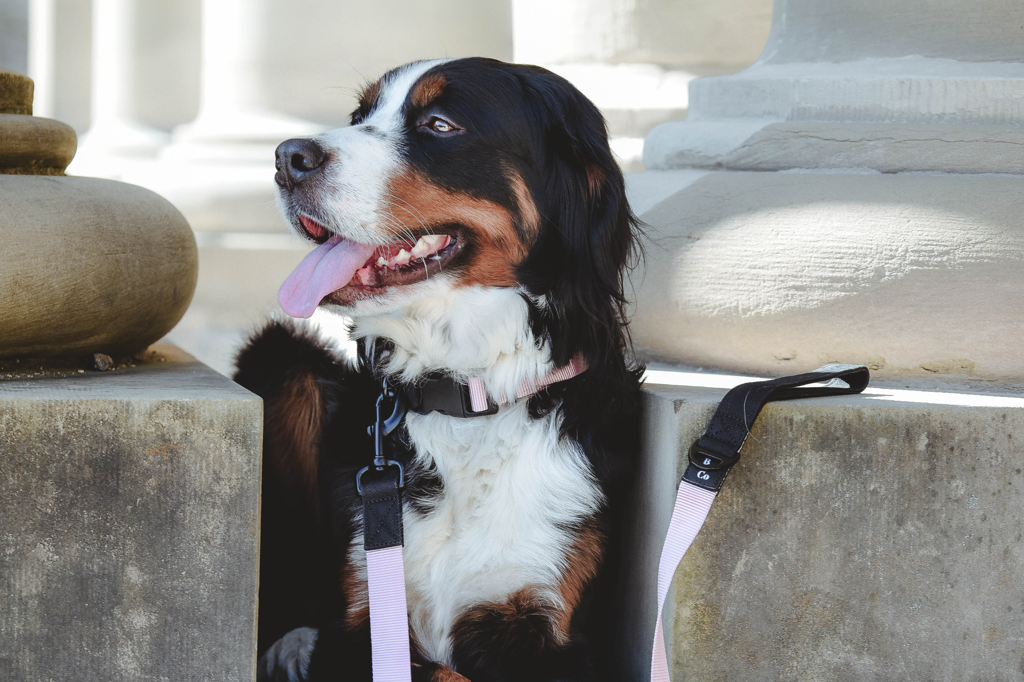 Streetstyle Leine in Rosa & Schwarz