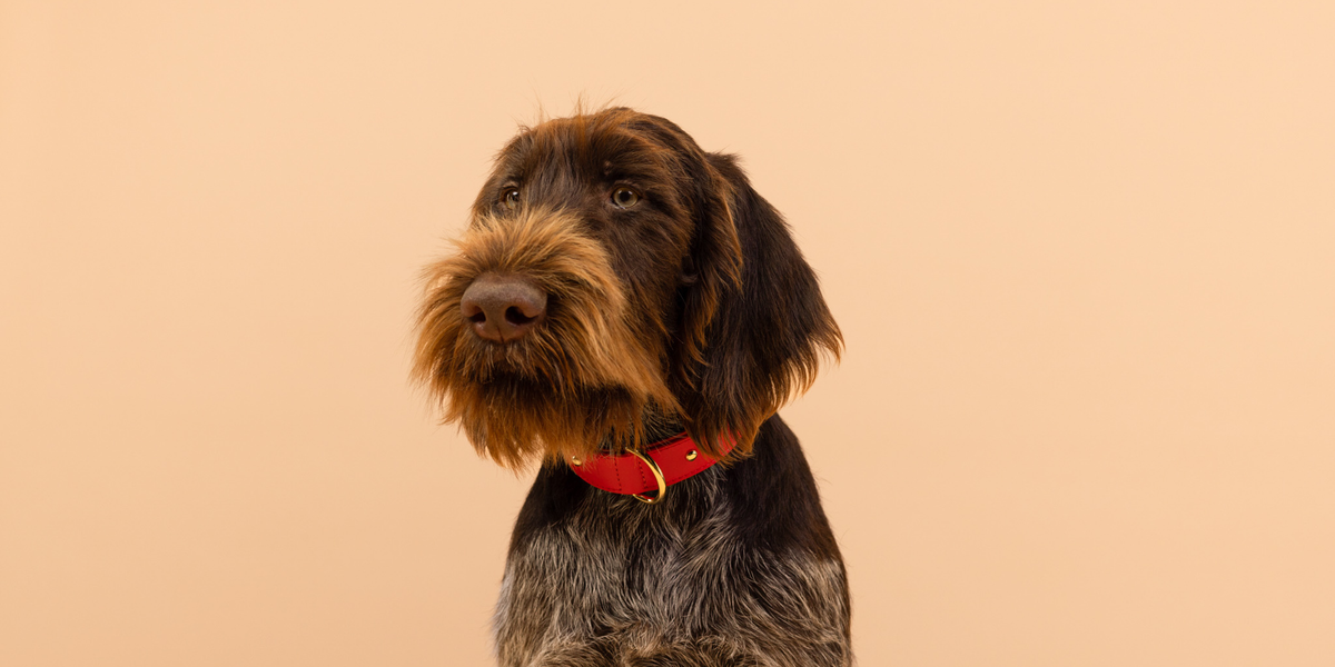Apple Leather Collars