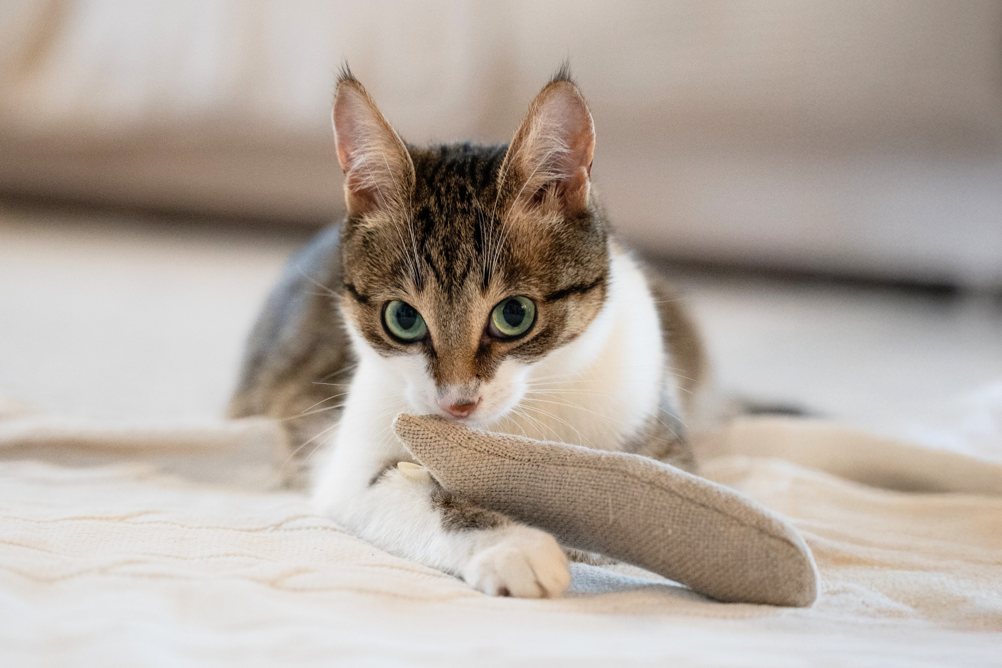 Sardine Catnip Toys | Set of 2
