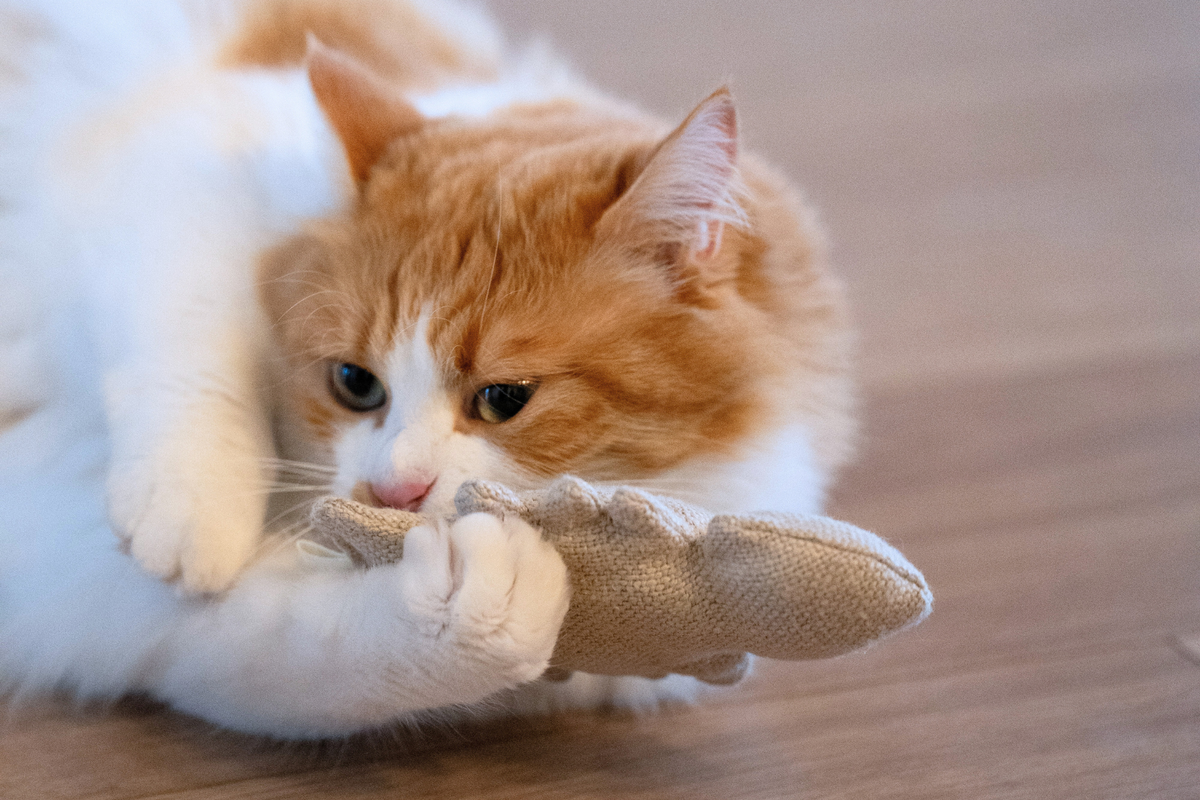 Fischgräten Katzenspielzeug | 2er-Set