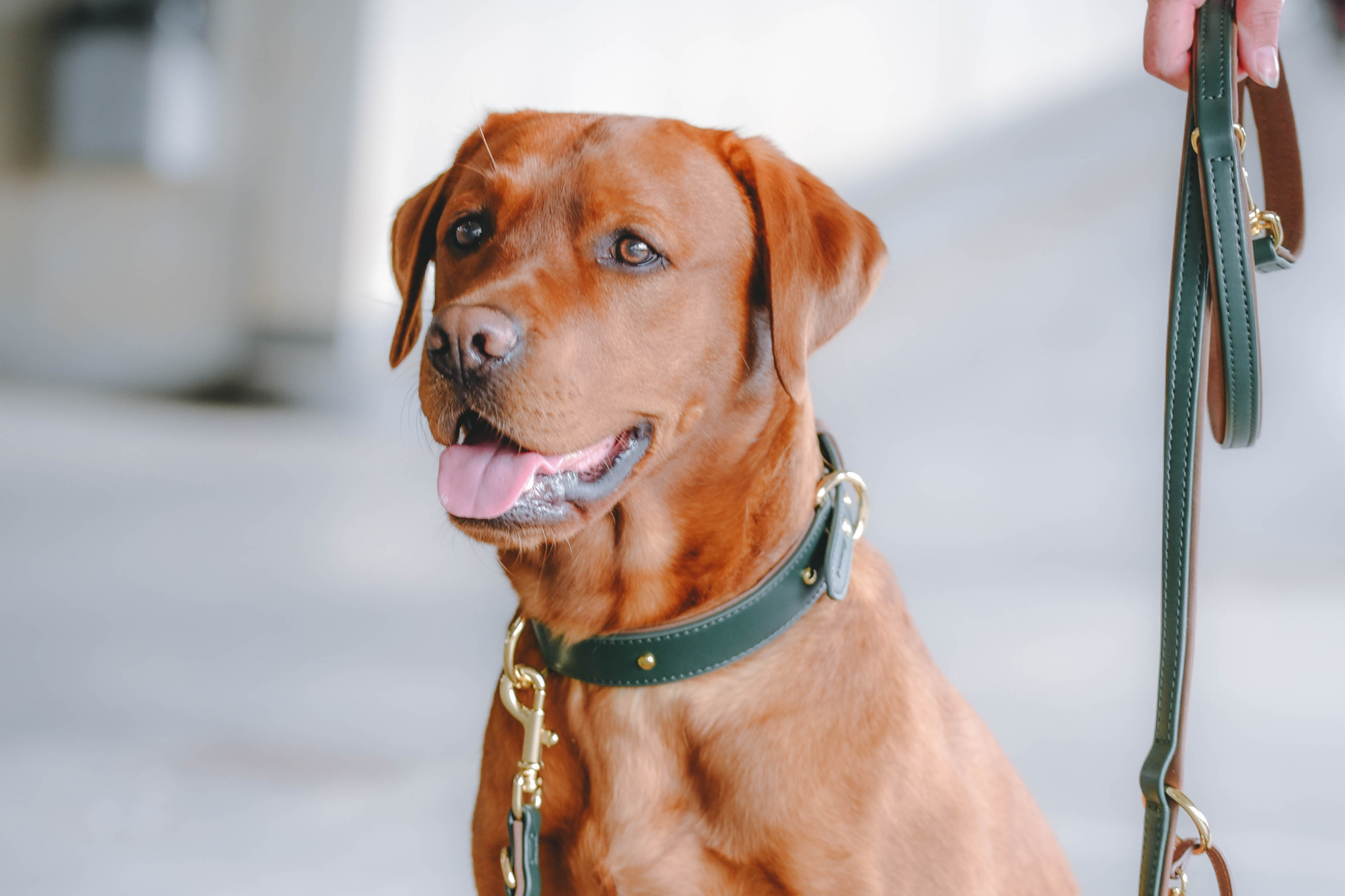 Apple Leather Leash in Winter Green