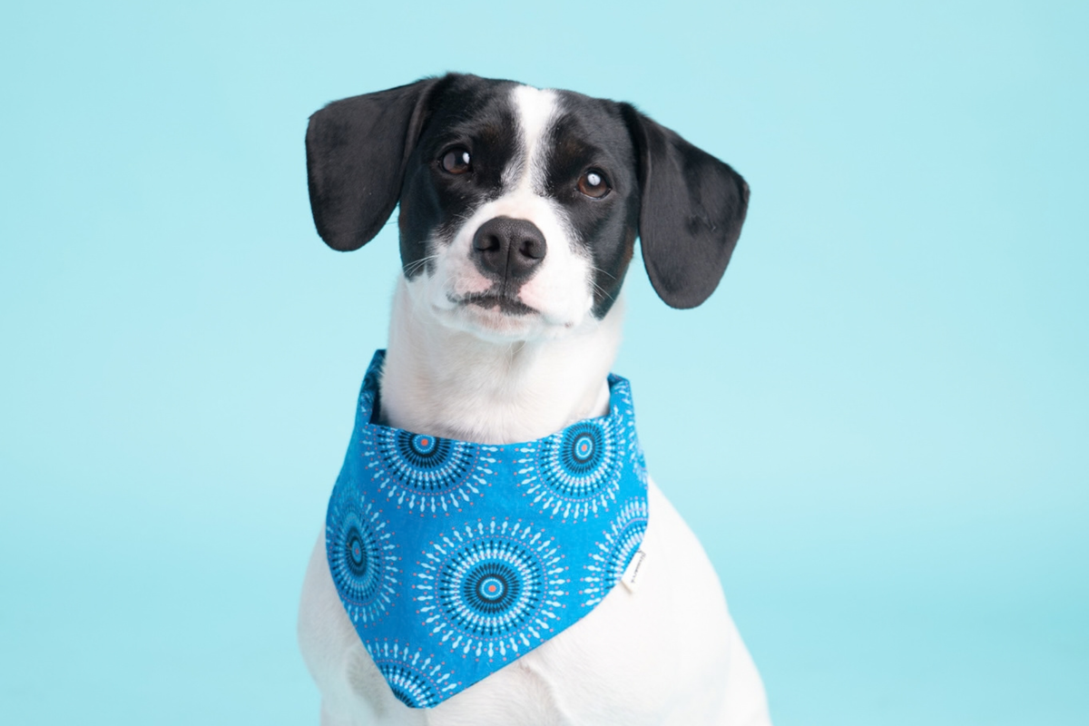 Bandana in Blauem Shweshwe